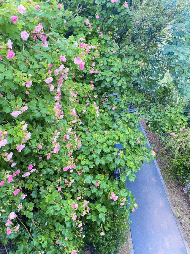 会“变脸”的花开了,醉了!去这些地方邂逅→