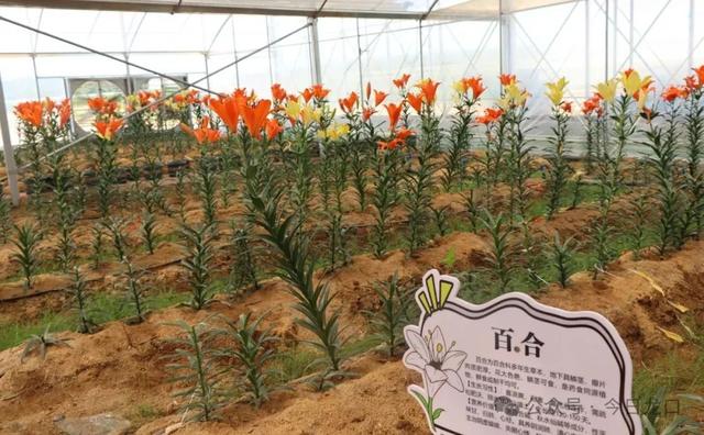 龙口大山深处，有个神奇“百草园”！可以带孩子去耍啦→
