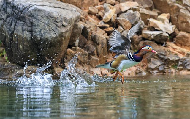 贵州铜仁：天生桥大峡谷迎来越冬鸳鸯