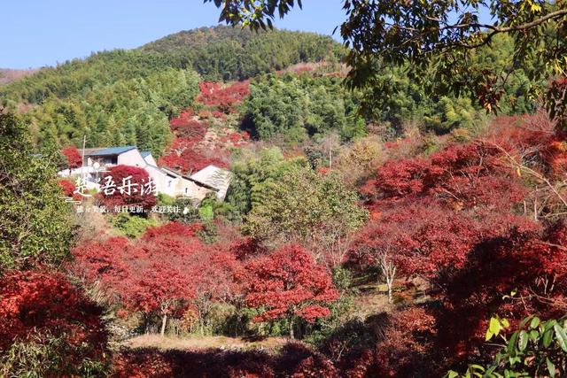 宁波这处秋色又到最美时刻，4条古道串联起近10个村庄，值得推荐