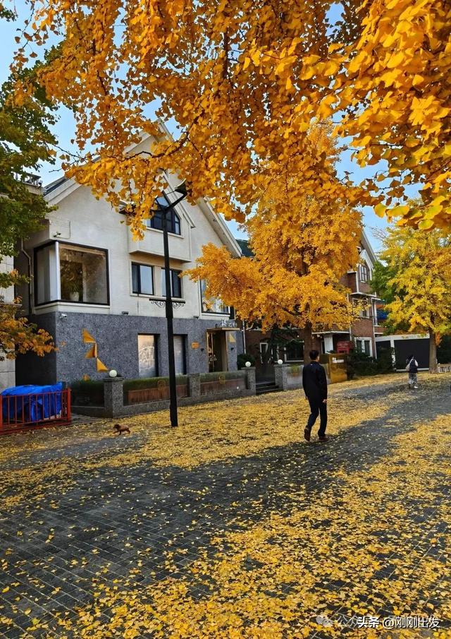 大连市内最火银杏大道正当时，满地金黄，快来打卡吧