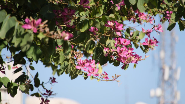 西昌12月“爆改”冬天？这条粉色大道开满了花