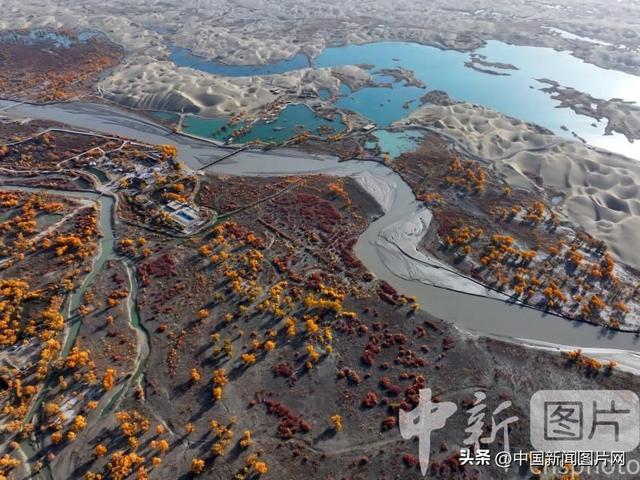 新疆巴州尉犁：胡杨林层林尽染 迎来最佳观赏期