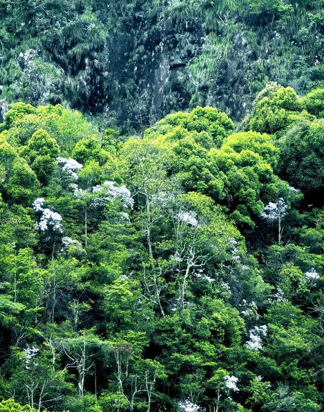 这不是神农架，是江西马头山国家自然保护区