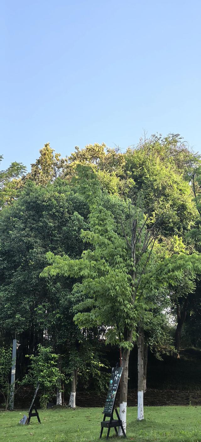 山合欢的光