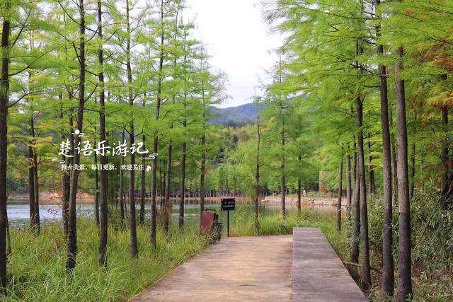 绍兴上虞的红杉观赏胜地，杉树未红时的景色也很美，非常值得游玩