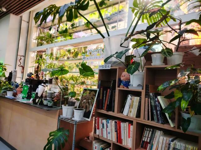 咖啡香里赏雨林？这个冬天，到五大道公园寻找暖意绿洲