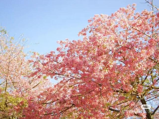 美疯了！高铁直达“四川小三亚”，花海开爆！草莓按盆吃，烧烤香迷糊！