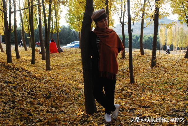 最是银杏橙黄时 修文县上百亩银杏林迎来最佳观赏期