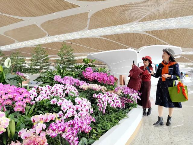 韶关兰花，登陆T3