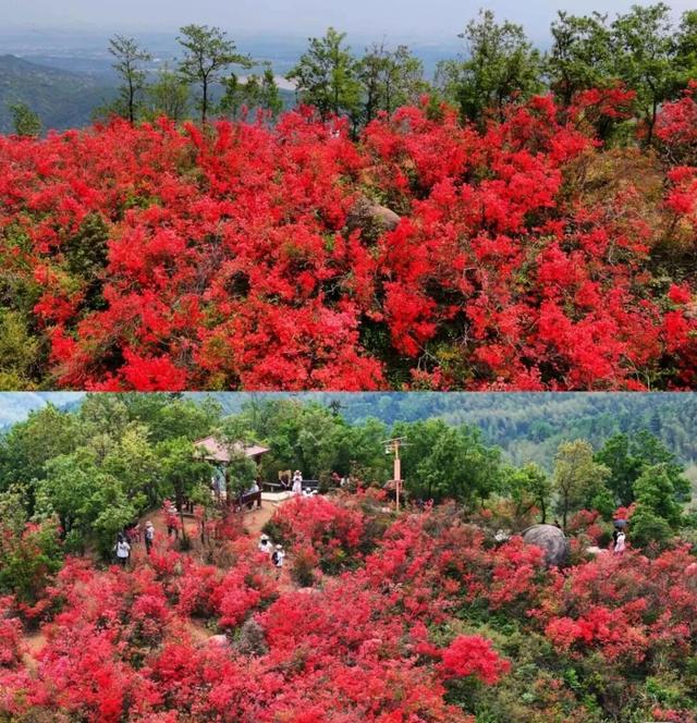 春日盛景再现！经开万株映山红漫山盛放