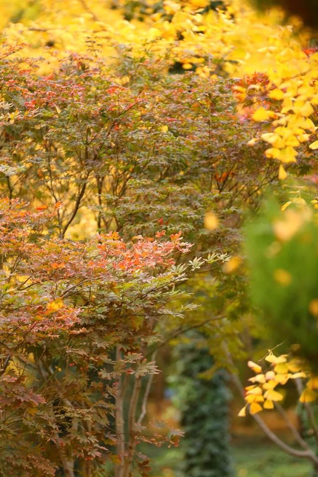 领取限定“杏”运！抓紧来看金色山东