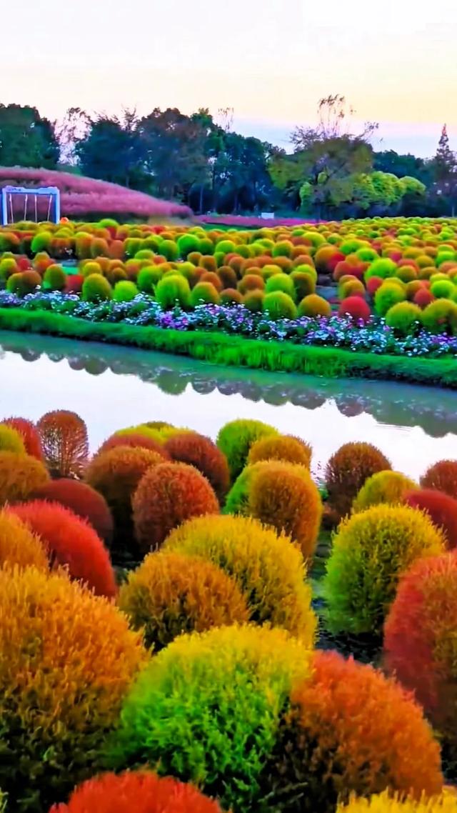 秋日的地肤草,你就说美不美吧!