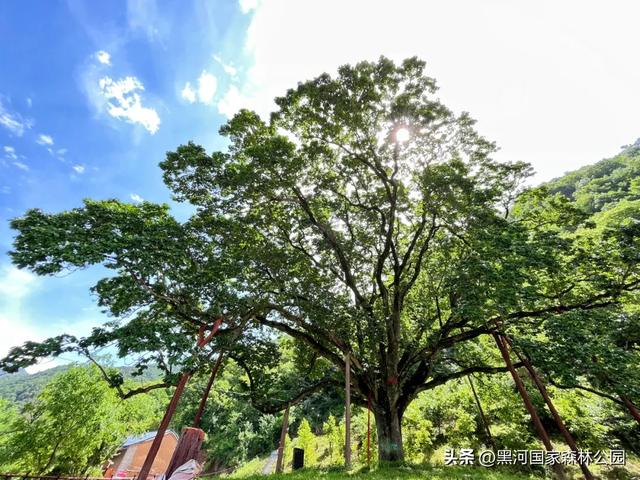清风带凉意,最美是初秋,一键解锁黑河山水间的治愈美景!