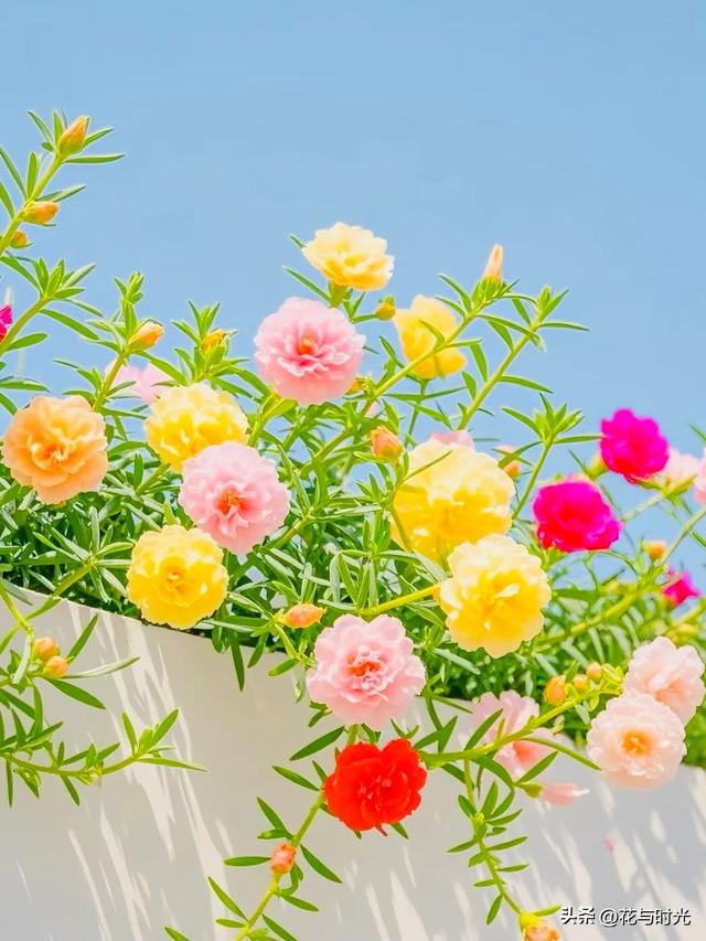 分享图片～锋兰达～姿态优雅，鲜艳夺目，幽雅清香的太阳花