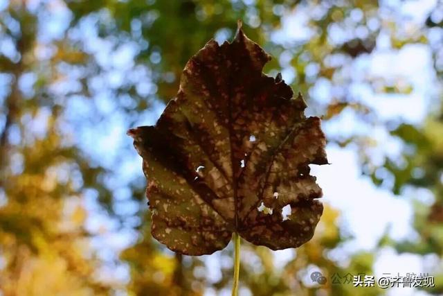 出发！去上合示范区“捡秋”