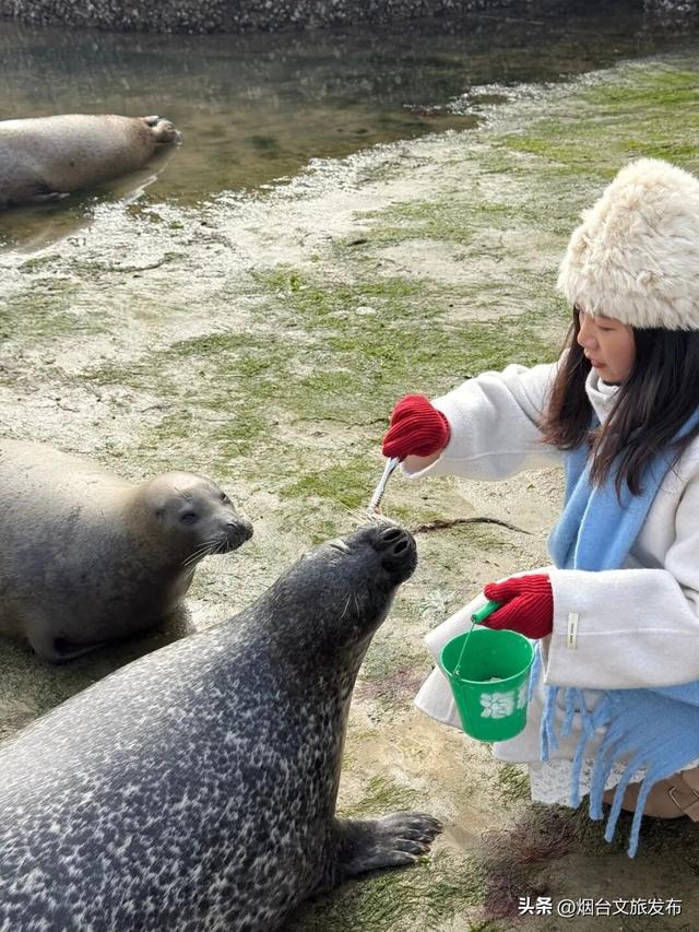 【乐游烟台】今天！可爱“豹”击来喽🦭