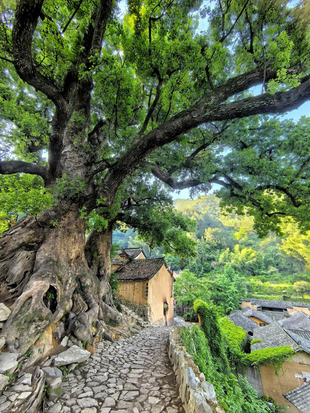 上海周边藏着7个清凉古村落，夏日均温二十多度，