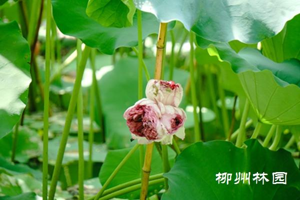 柳州园博园上演“一花多心”千瓣莲惊艳绽放