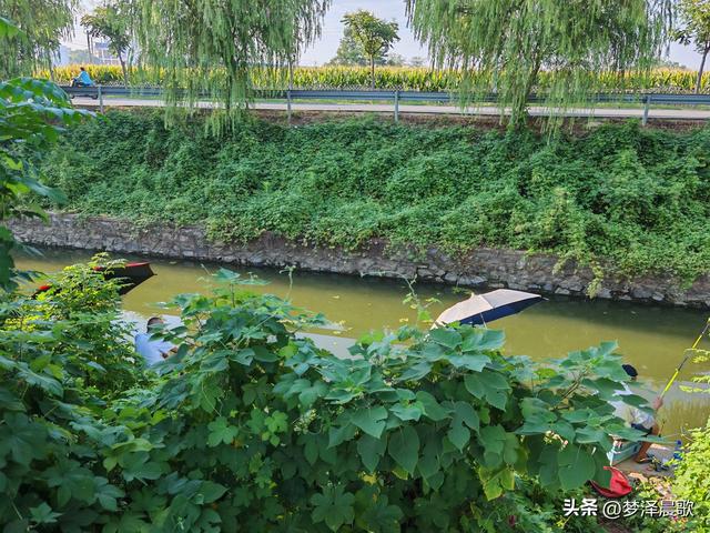 垂柳树下乐逍遥
