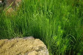 木贼学名问荆，它能标志黄金的位置，药用价值高，可惜很多人不懂图片