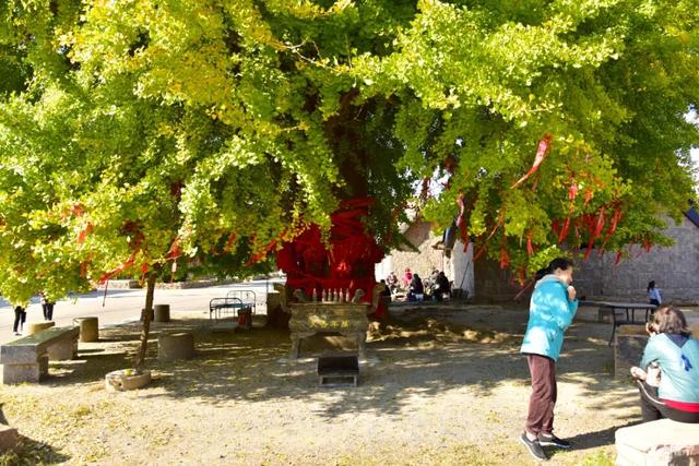 错过了？还有！石岛赏银杏真的有“后悔药”