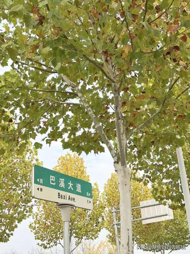 冬日遛娃就去长沙“济州岛”！水杉染红，芦苇摇浪，0元解锁 “橘子海” 日落