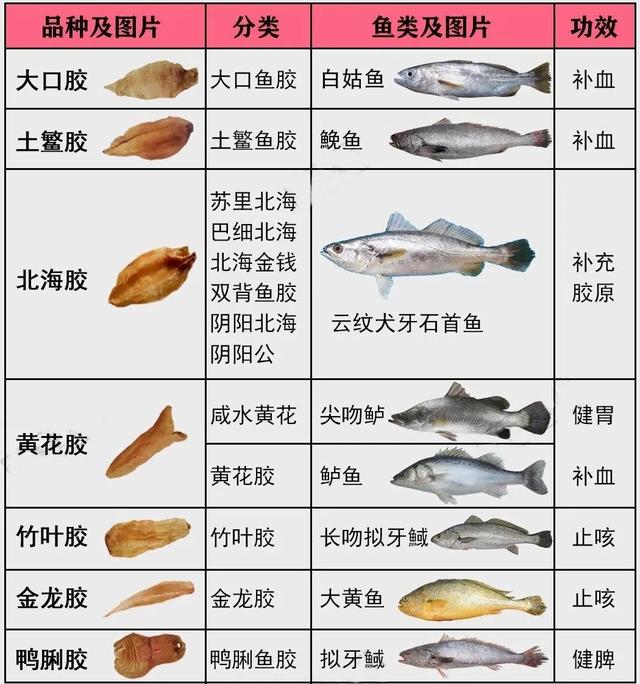 鱼胶是什么鱼做成的 鱼胶是什么鱼做成的图片