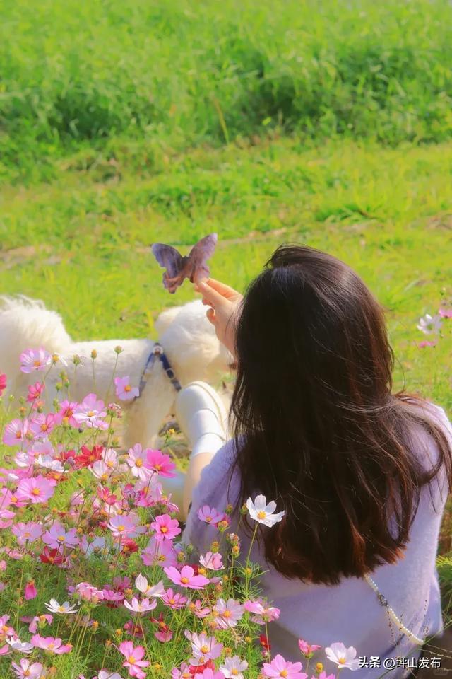 看完你的 看你的,坪山这片格桑花海承包你的秋日治愈感!