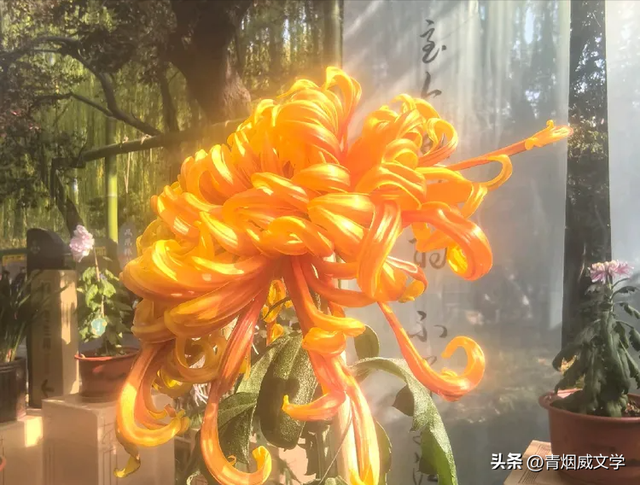 趵突菊韵 锦绣泉城