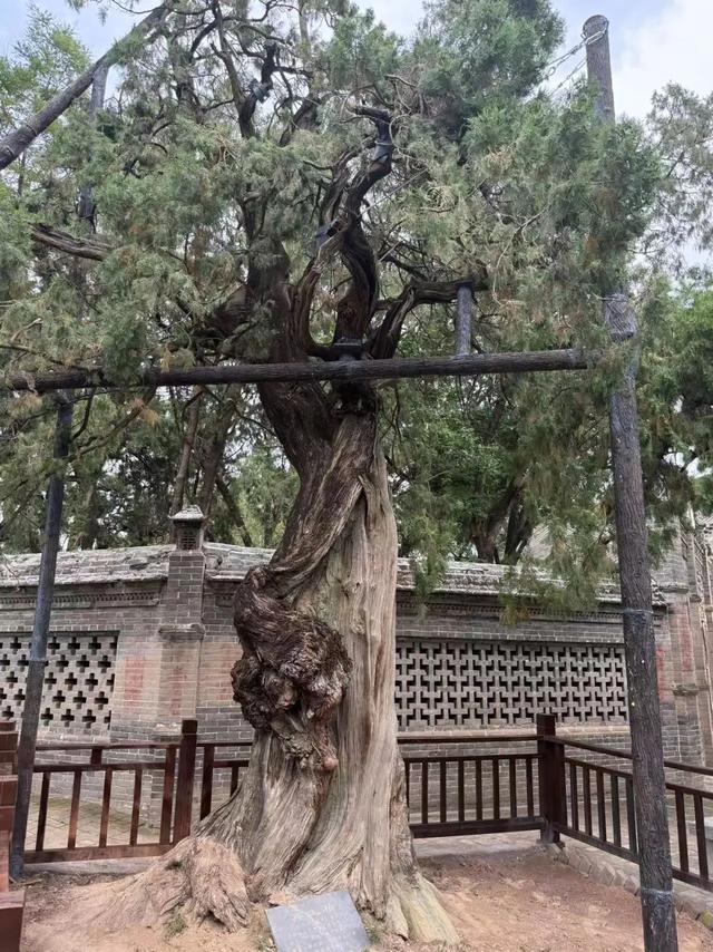仓颉庙：千年古柏擎苍翠，一荫清凉沁汉魂