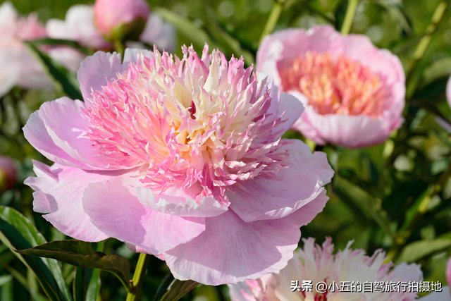 康熙帝手滑少写一点？花港观鱼的隐藏副本太离谱了