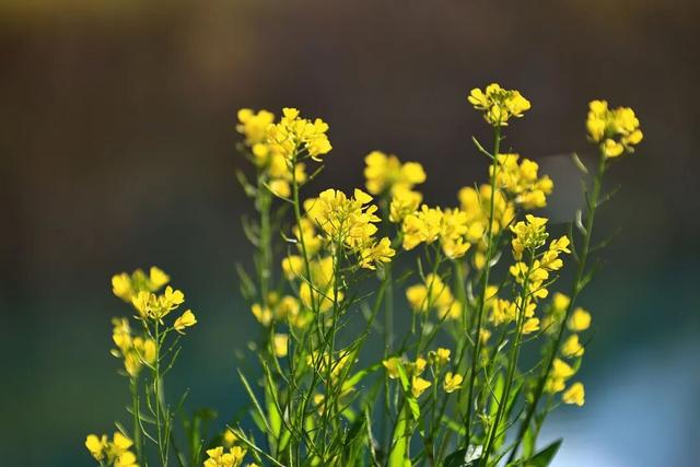 陇南油菜花提前开放，今天可以约起走！