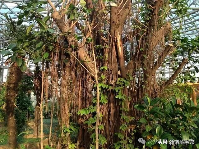 来诸城 跑半马 赏美景