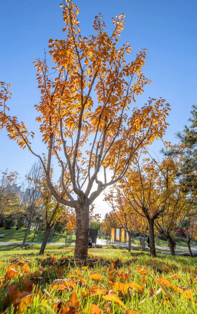 打卡定州限定秋景！