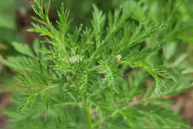 臭蒿（黄花蒿 ） 青蒿素的提取植物图片