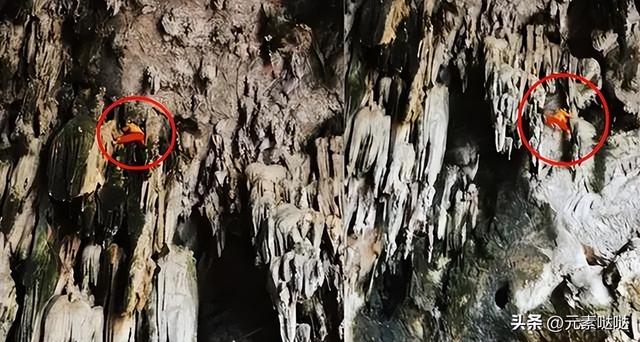 2万6一斤的燕窝怎么来？看四川大叔飞崖取窝，儿子：打死不做这