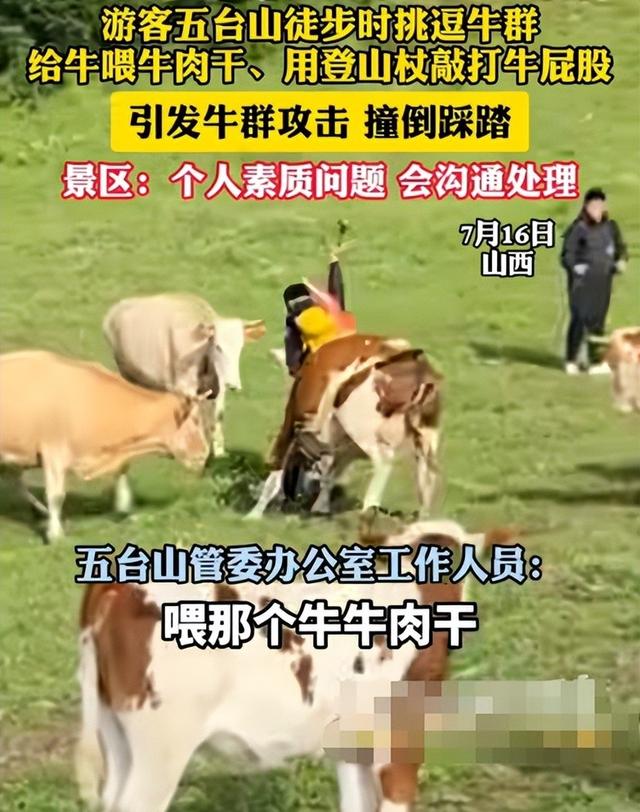真相大白！男子遭牛群踩踏，不是因为挑逗，知情人透露 目标不是人