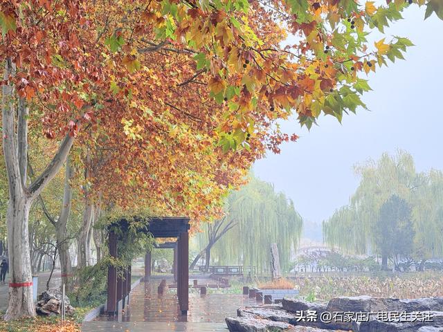石家庄市裕西公园赏叶美景上线邀您打卡