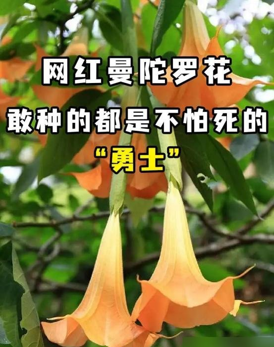 阴花不能进阳宅！这5种花“打死”也不养,家里若有？快挪走！