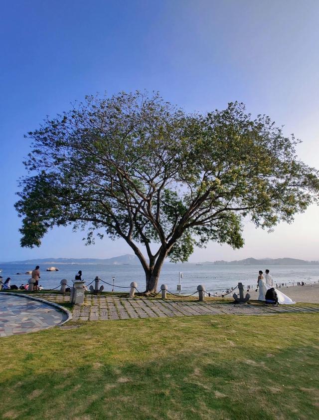 厦门珍珠湾沙滩，人少景美的隐秘海滩，沙滩旁那棵网红树拍照绝美
