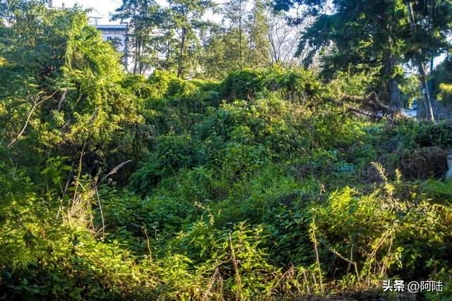 大理最落魄的景点非“羊苴咩城”莫属,很多人连它的名字都念错了