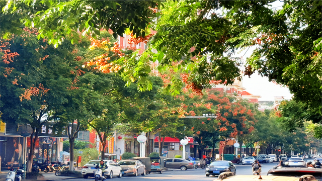 钟山栾树盛装迎秋，满城“灯笼”映红天空！