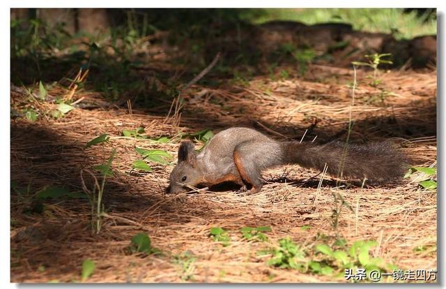 沈阳东陵郊野公园“精灵”出没