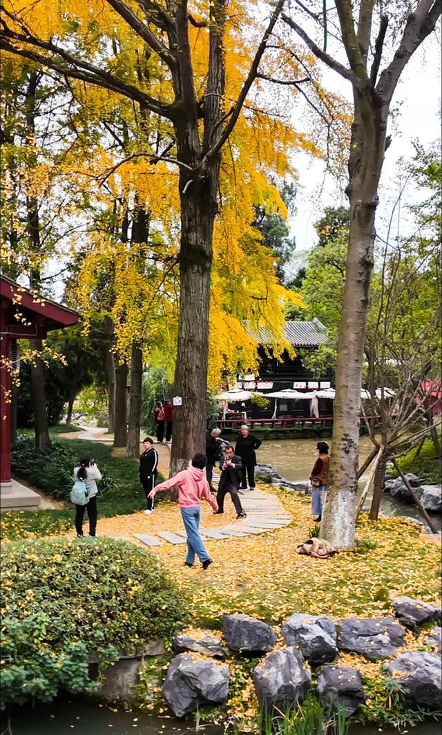 好看!好拍!郫都银杏打卡攻略→