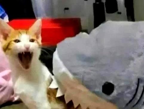 狸花猫打架输了，回家气呼呼地喝水，奶奶在旁一边安慰一边支招
