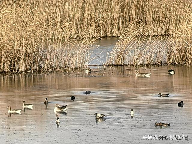 走，去渤海湾看候鸟…