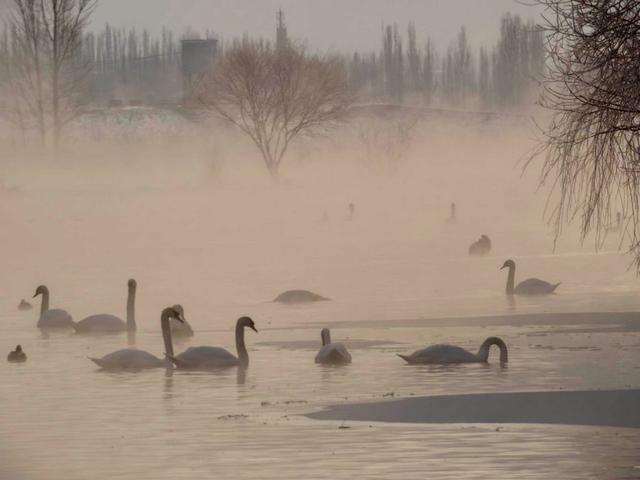 伊宁天鹅泉湿地公园：冬日里的生态诗画