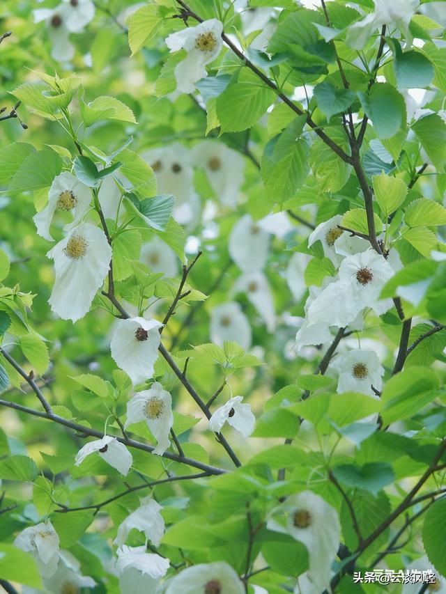 鸽子树：植物界白衣天使！开花开成和平鸽，却总被误认为洗衣店