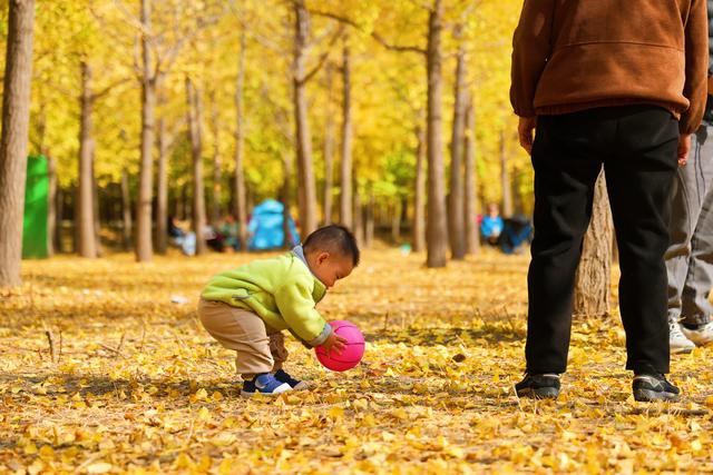 一场黄河畔的冬约 就在沿黄九美银杏林